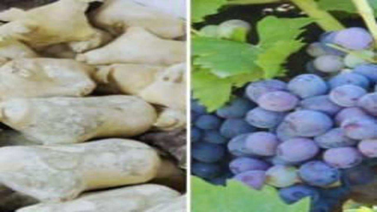 Erzincan’ın ‘tulum peyniri’ ve ‘cimin üzümü’ Ark of Taste listesine alındı