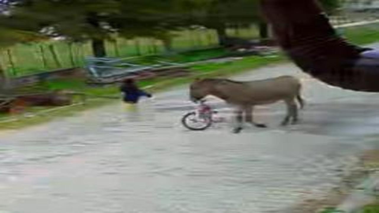 Evinin bahçesinde oynayan küçük kıza eşek saldırdı