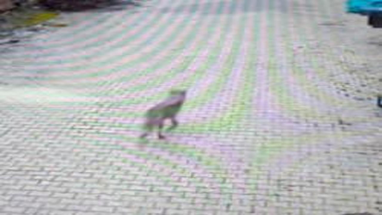 Feke'de yerleşim alanına inen kurt görüntülendi