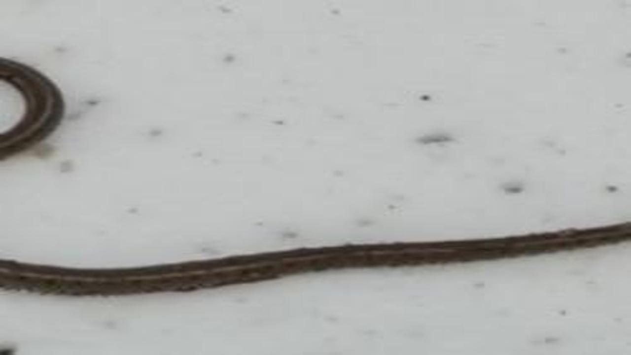 Hakkari'de su arızası sırasında ortaya çıktı! Görüntüsü ve cüssesi ürküttü