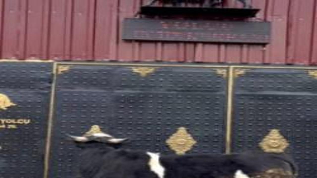 Heykeli gerçek sanıp kaçtı: Tosunun şaşkınlığı sosyal medyada gündem oldu