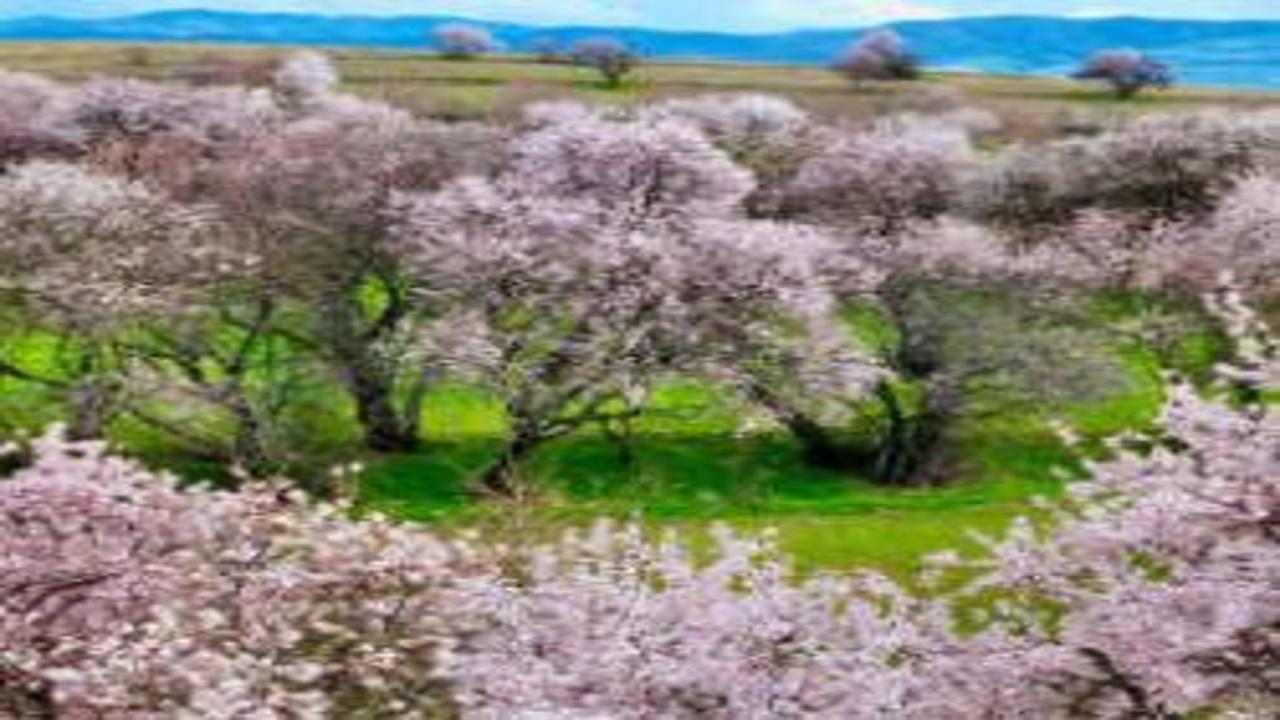 Beyaz ve pembenin eşsiz uyumu: Tunceli’de badem ağaçları çiçek açtı
