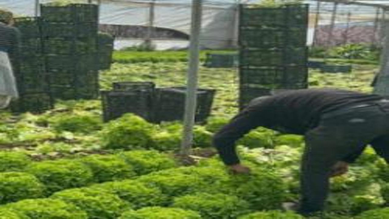 Geçen yıl tanesi 5 liraydı! Kıvırcık bu sene yüzleri güldürdü