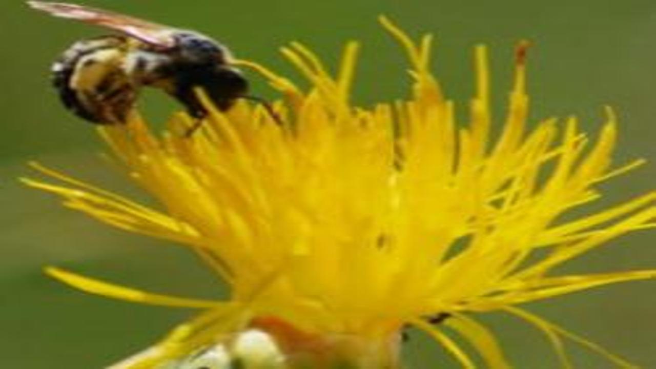 Kuşadası'nın simgesi tülüşah için tehlike çanları çalıyor