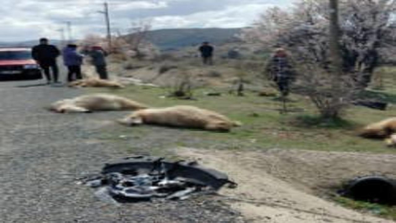 Otomobil koyun sürüsüne daldı: 9 koyun telef oldu