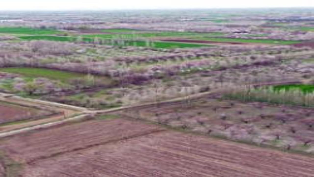 Tarlalar tabloya döndü: Iğdır’da kayısı ağaçları seyirlik görüntüler oluşturdu