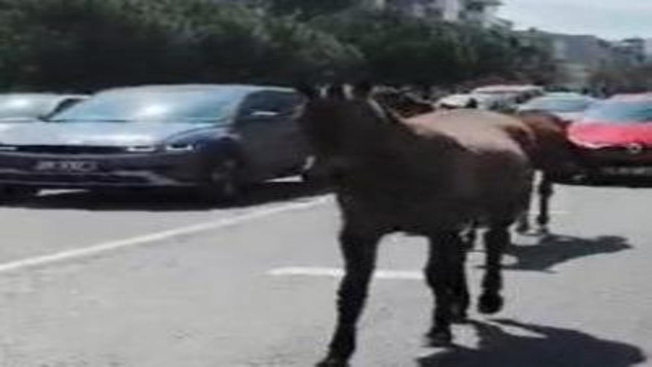Tekirdağ trafiğinde başıboş at paniği sürücülere zor anlar yaşattı