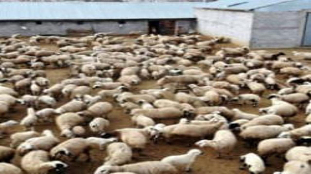İnternet üzerinden koyun hırsızlığı: 110 hayvanını kaybetti