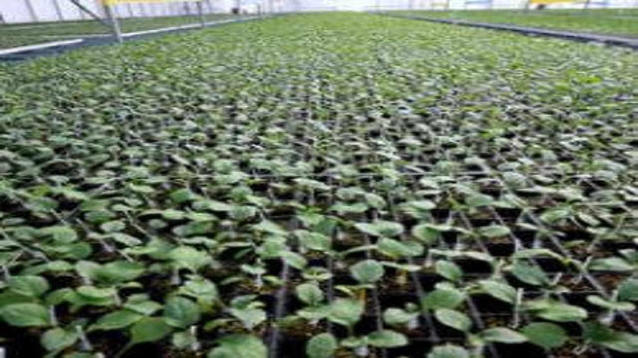 Arkadaş desteğiyle başlamıştı: Şimdi bölgenin tedarikçisi oldu!