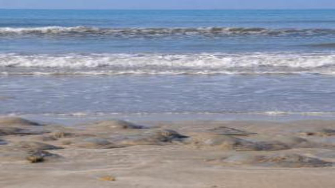 Binlercesi kıyıya vurdu, uzmanlar uyardı! Sakın dokunmayın...