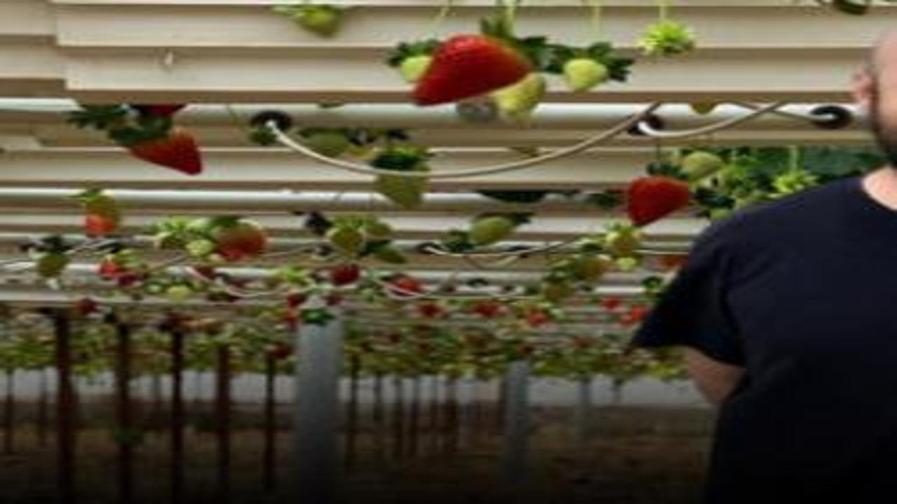 Çiftçiye ilham oldu! Almanya'da öğrendi Türkiye'de topraksız üretiyor