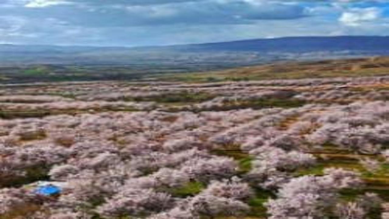 Darende’de görsel şölen: Kayısı ağaçları beyaz örtüyle kaplandı