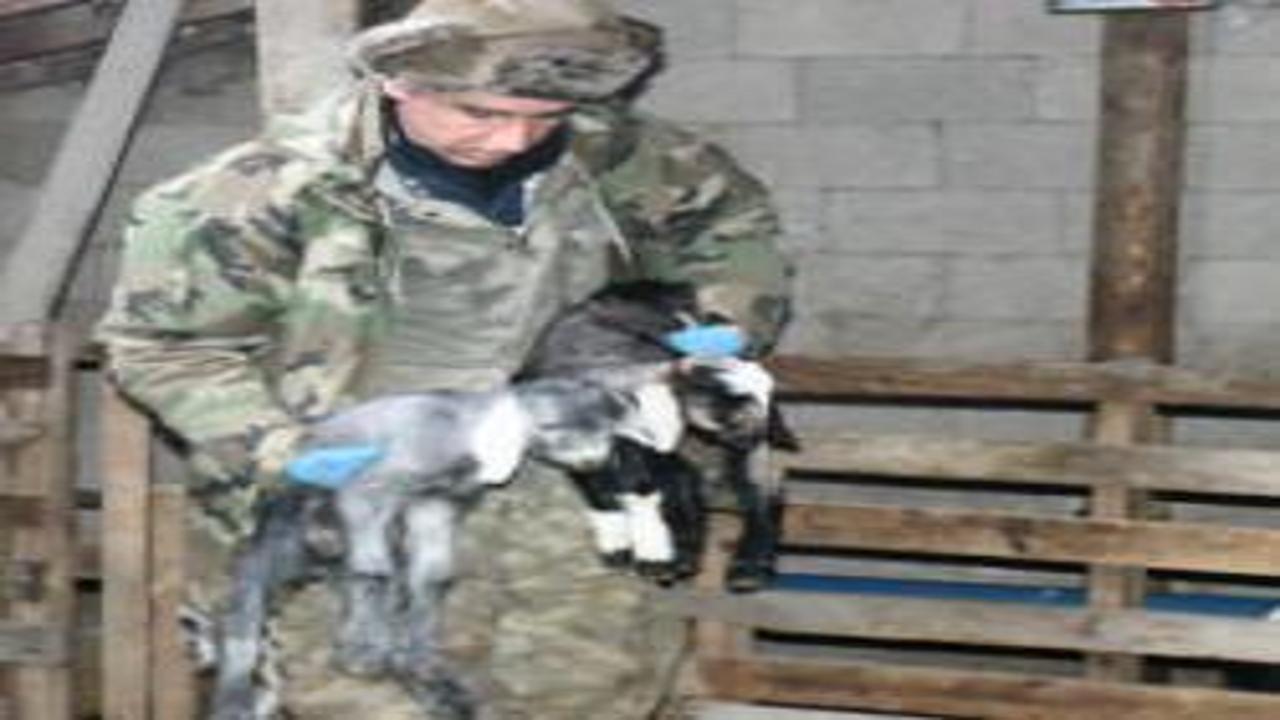 Doğum sürecinde hayvanları ölmesin diye uyguladı: Çözüme bakan gıpta etti!