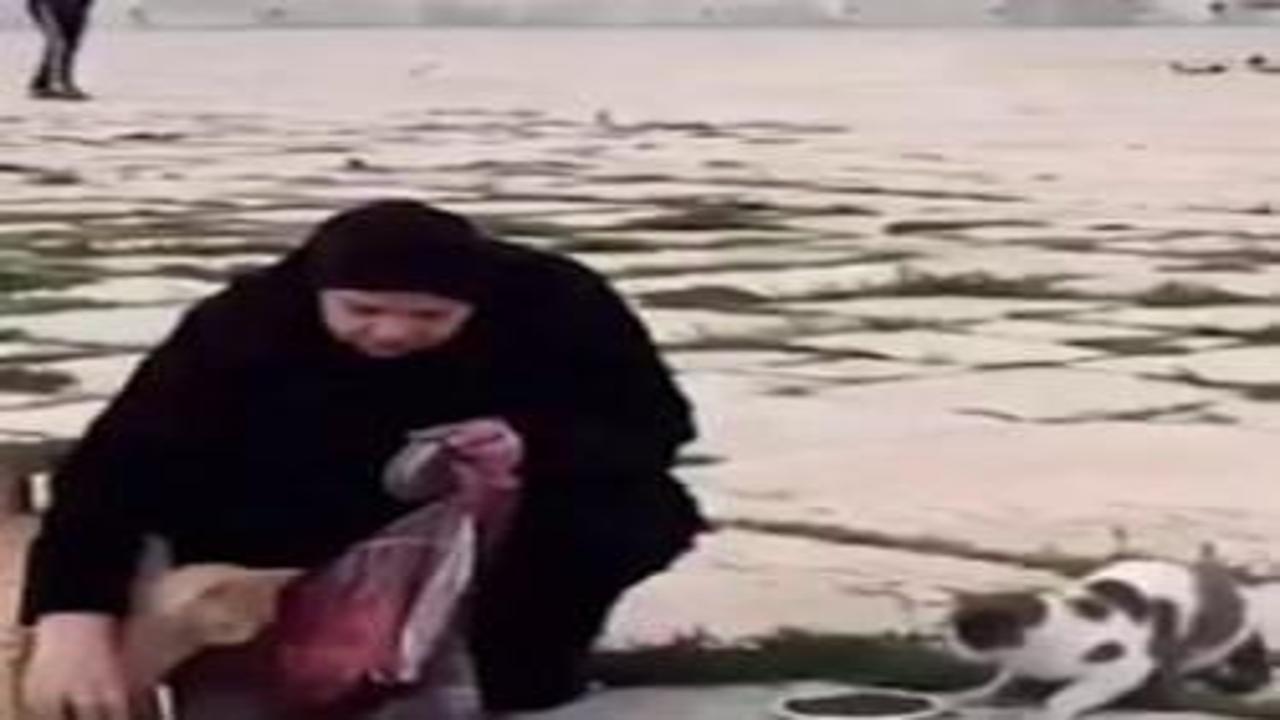 Filistinliler 41 günlük yokluğun ardından Mescid-i Aksa’nın kedilerini besledi