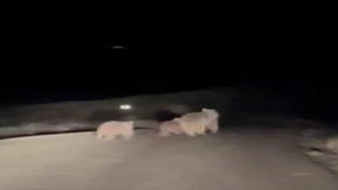 Sivas'ta kış uykusundan uyanan anne ayı ve yavruları yola indi