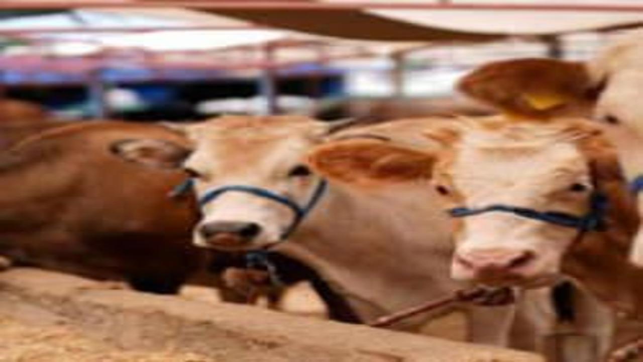 2026 KURBANLIK FİYATLARI: Küçükbaş ve büyükbaş ne kadar?