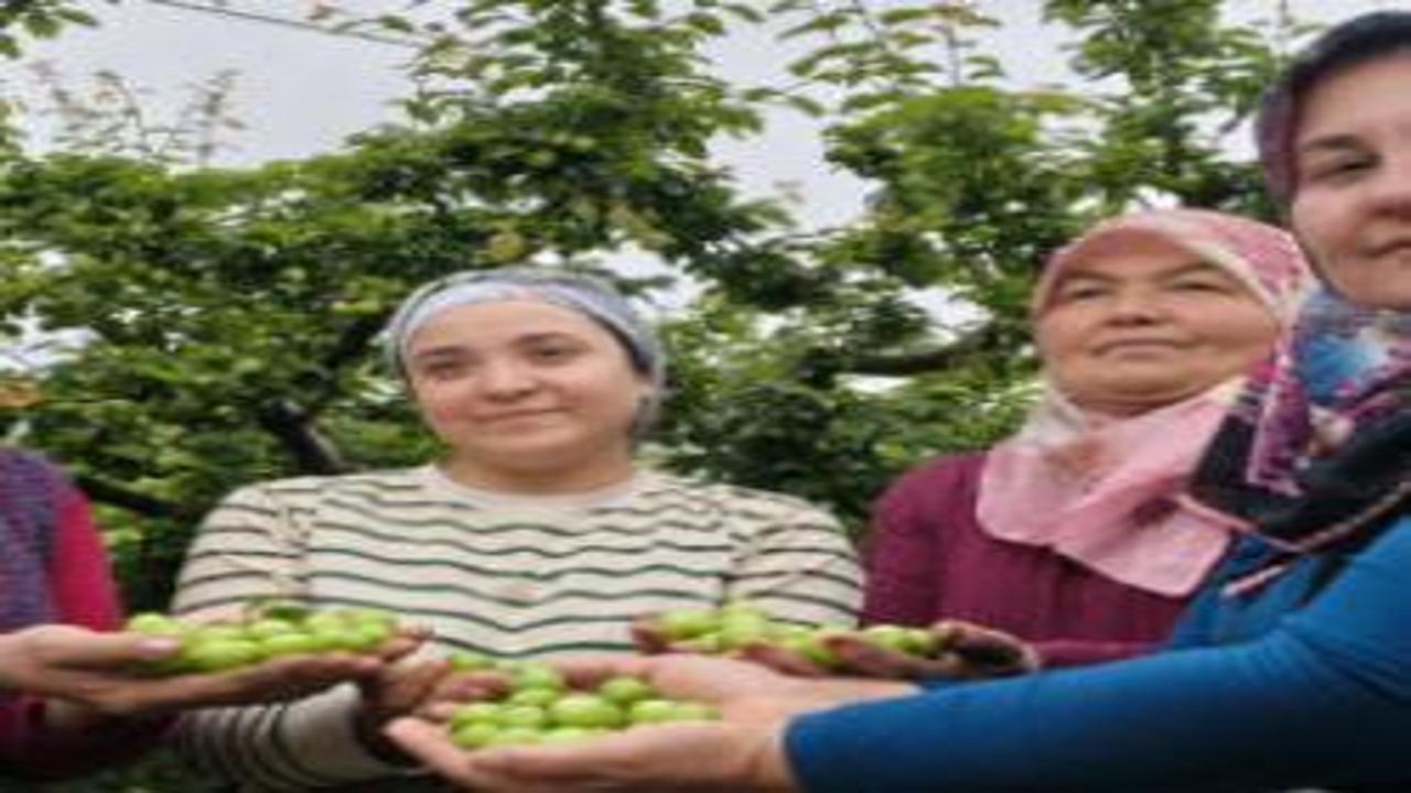 Mersin'de erik hasat başladı: 10 bin liradan 200 liraya kadar geriledi