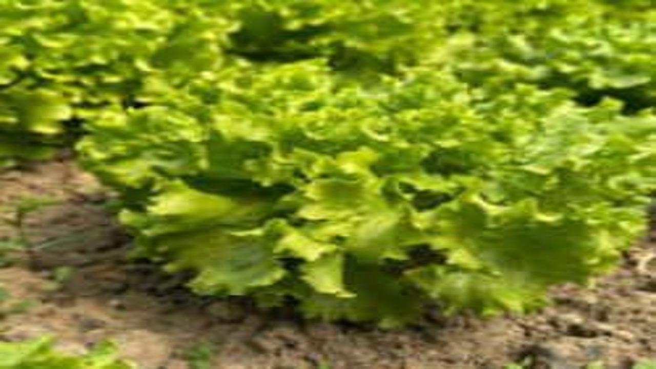 Tarladan satılan marul 35 TL'yi gördü!