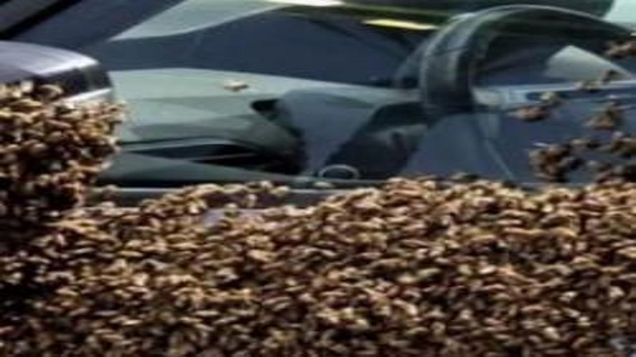 Arıların istila ettiği İsrail'de uçak seferleri iptal edildi