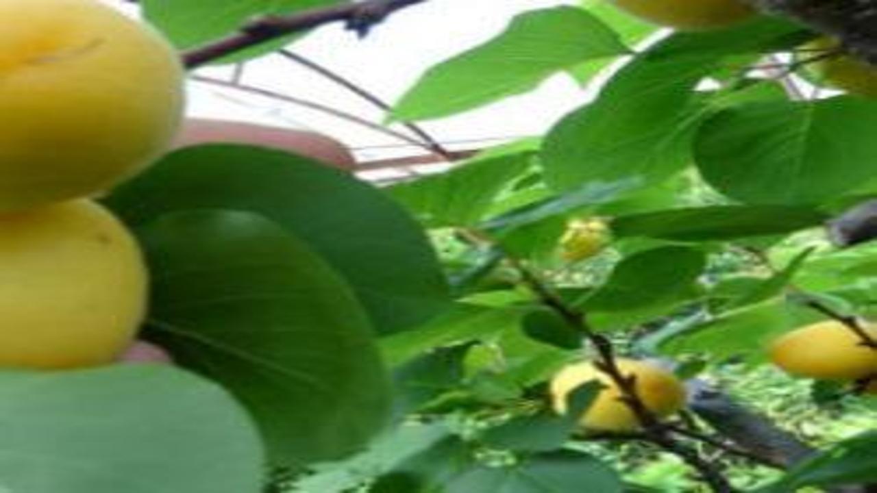 Kayısının hasadı 15 gün gecikti!