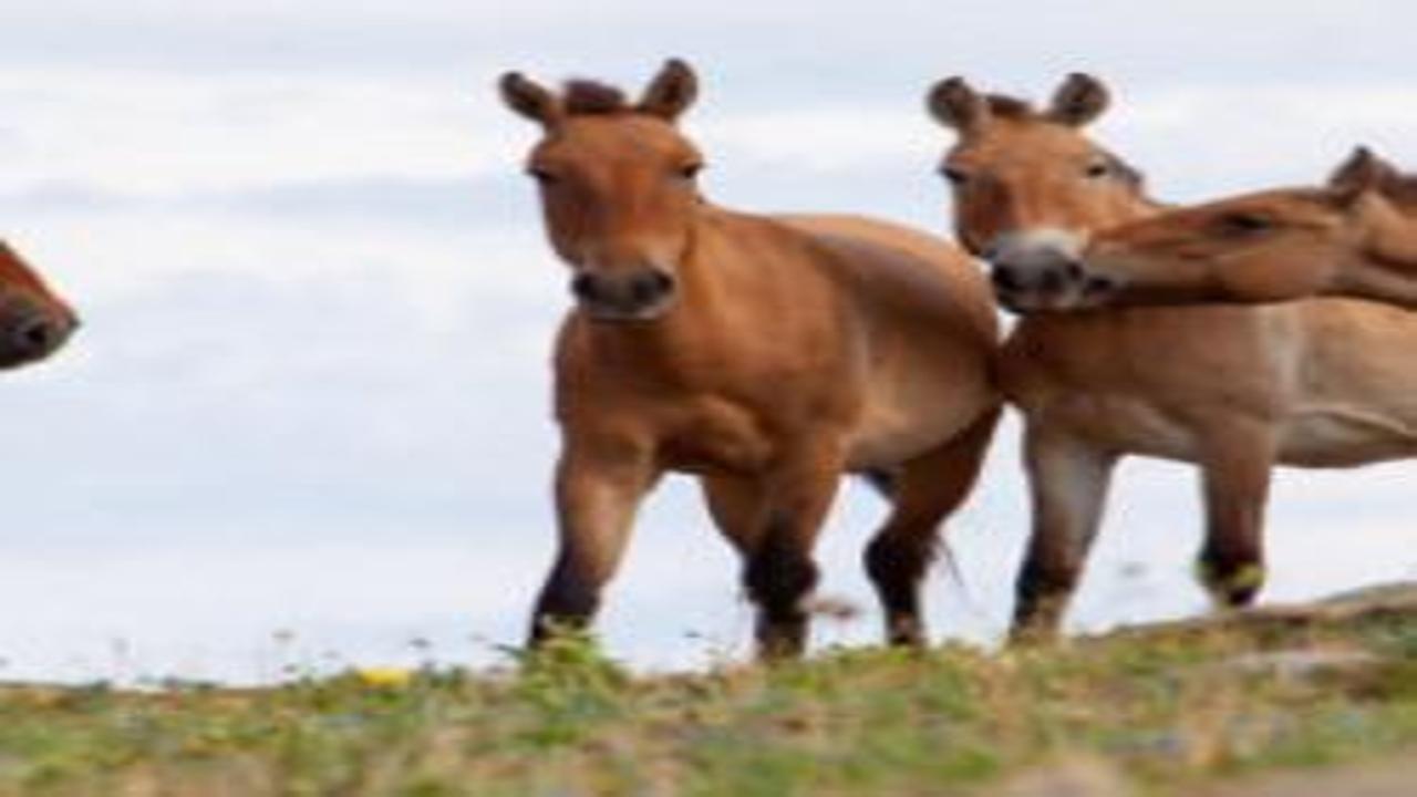 Nükleer facianın yaşandığı Çernobil'e getirilen 33 kromozomlu atlar hayatta kaldı