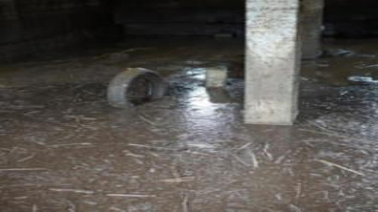 Siirt'te sağanak sonrası facia: 35 küçükbaş akıntıya kapılarak telef oldu