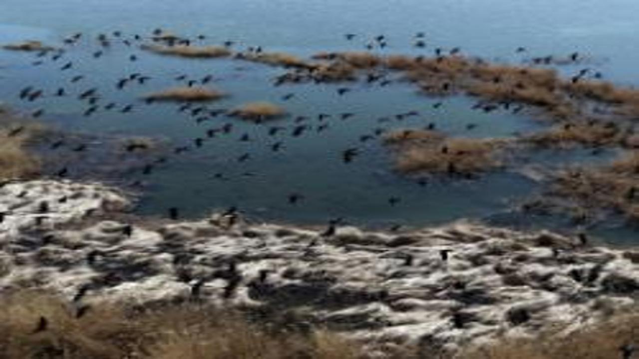 Sivas Hafik’te yağışlarla oluşan sulak alanlar göçmen kuşların yeni durağı oldu