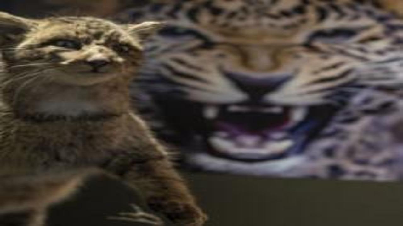 Toplanması 60 yıl sürdü: Biyoçeşitlilik Bilim Müzesi ziyaretçileri bekliyor