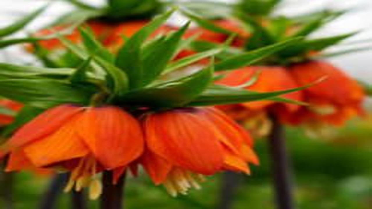 Türkiye’de tek! Erzincan’daki merkezde 38 ters lale türü tek noktada