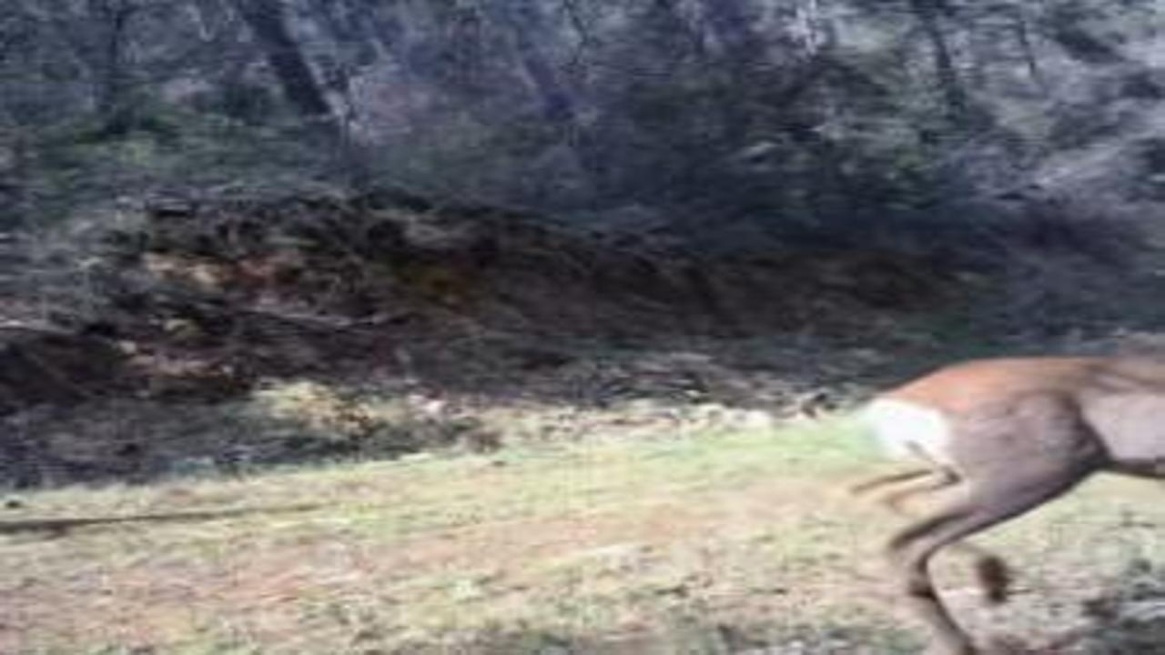 Fotokapan öyle bir görüntü kaydetti ki! Renkli anlar tekrar tekrar oynatıldı