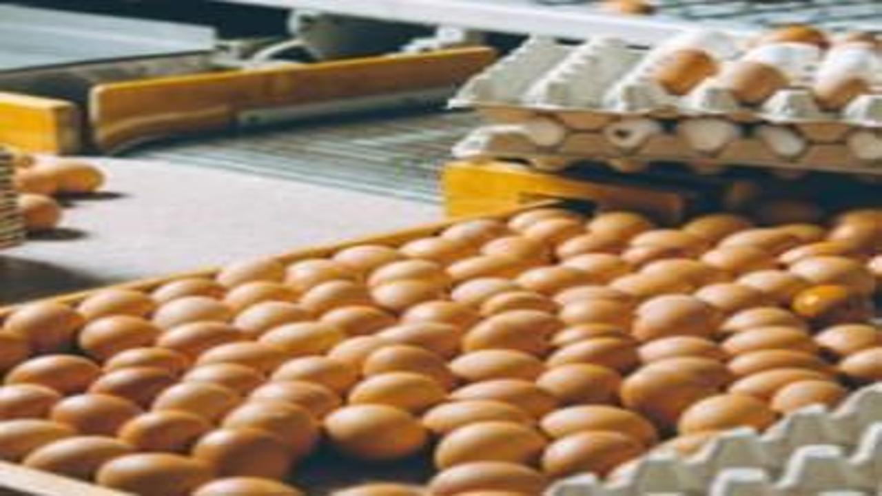 Yumurta fiyatlarında sert düşüş! Fiyatlar dibe çakıldı