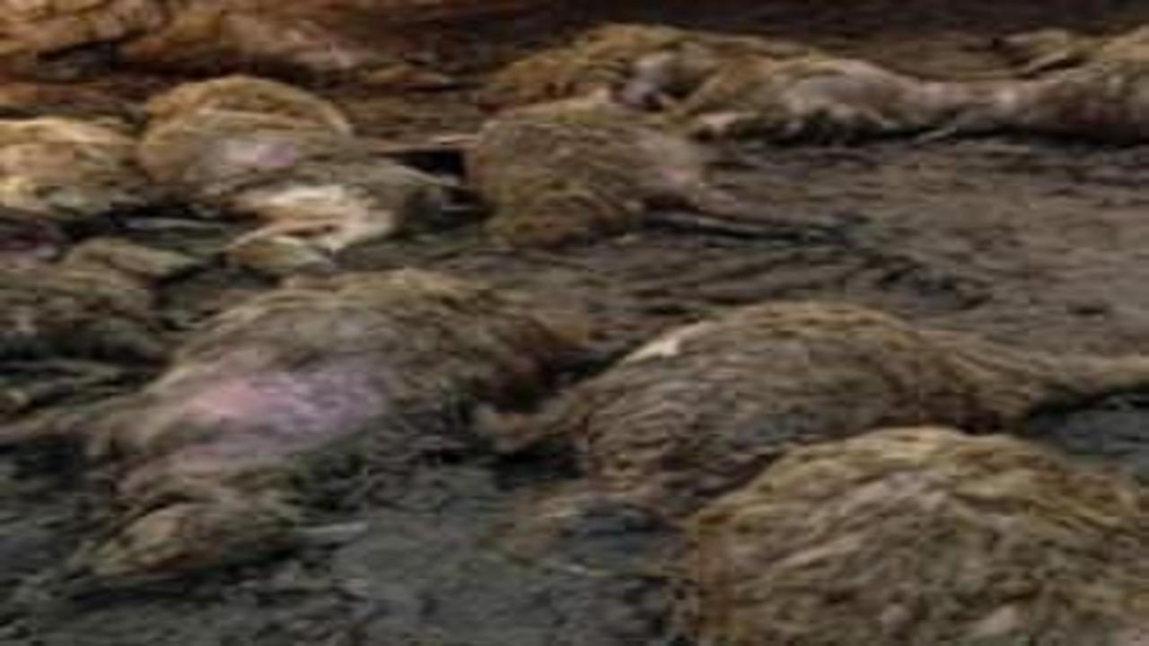 Ağıla giren kurt, 40 koyunu öldürdü