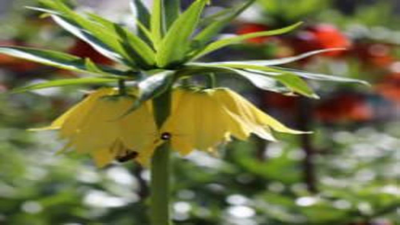 Cezayı duyan gerçekliğinden şüphe ediyor! İşte görüntüsüyle mest eden ters laleler