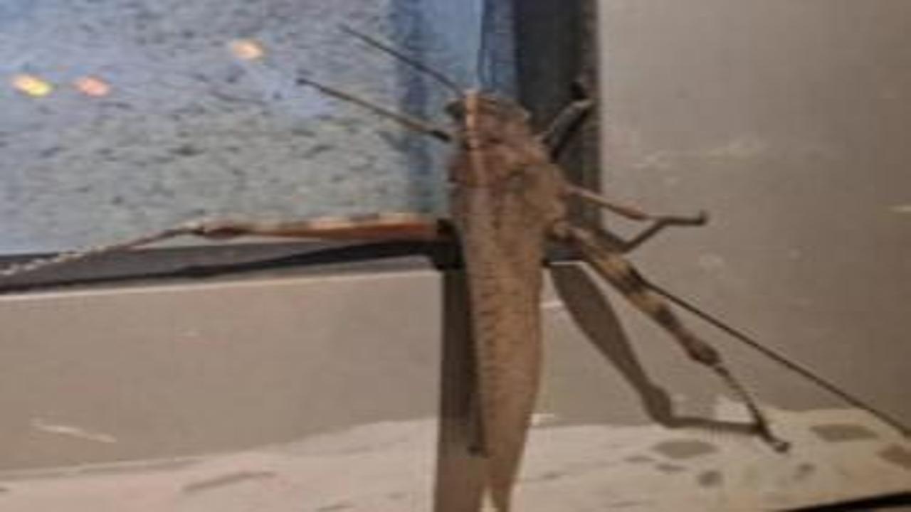 Gören bir daha baktı! Boyutu şaşkınlık oluşturdu