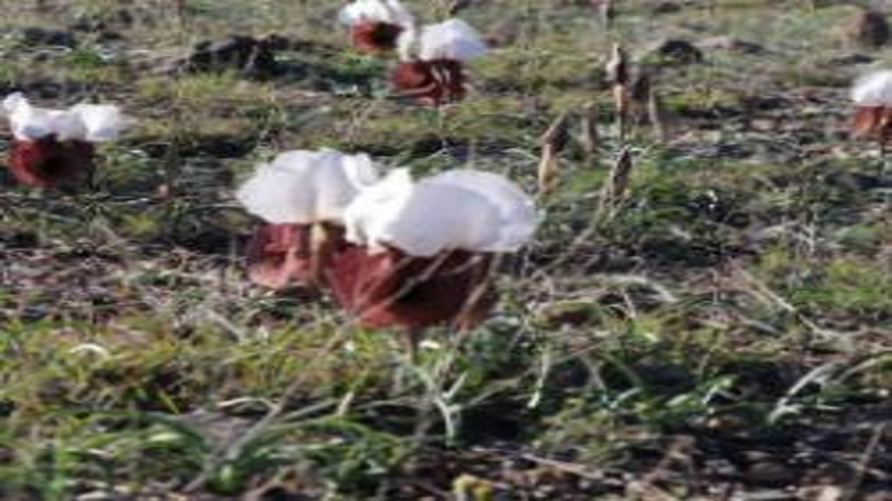 Görenler durup izliyor! Oltu-Artvin yolunda kurt kulağı çiçekleri açtı