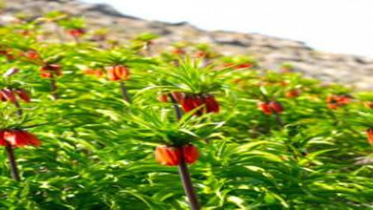 Görmek için 2 saat yürünen çiçek: Muş’ta ters laleler ilgi çekti