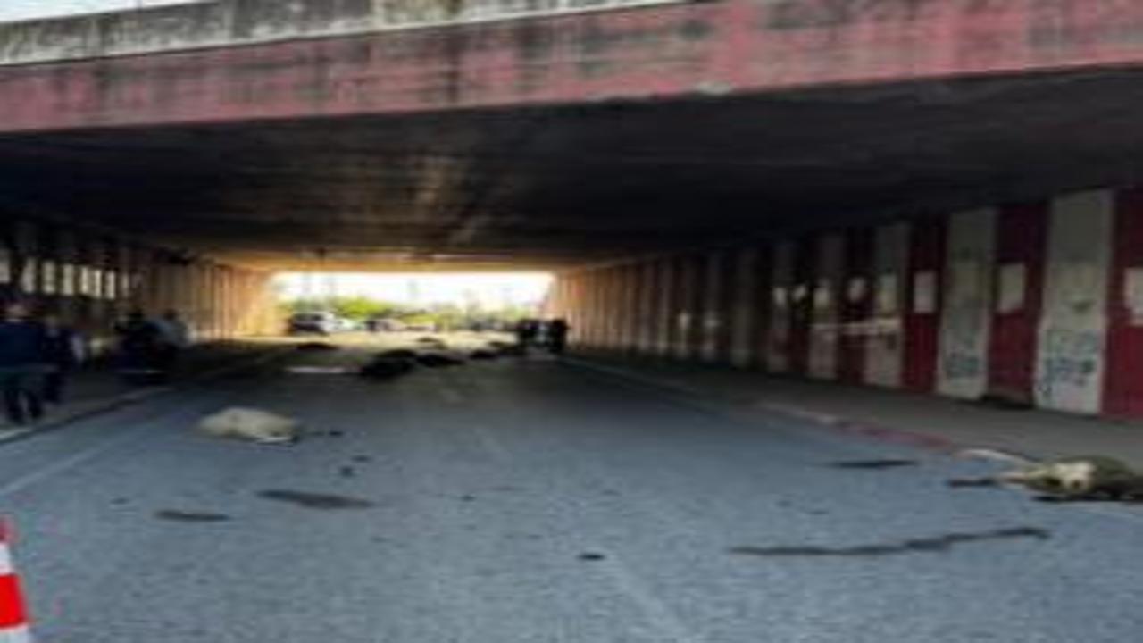 Hatay'da otomobilin çarptığı sürüdeki 17 koyun öldü