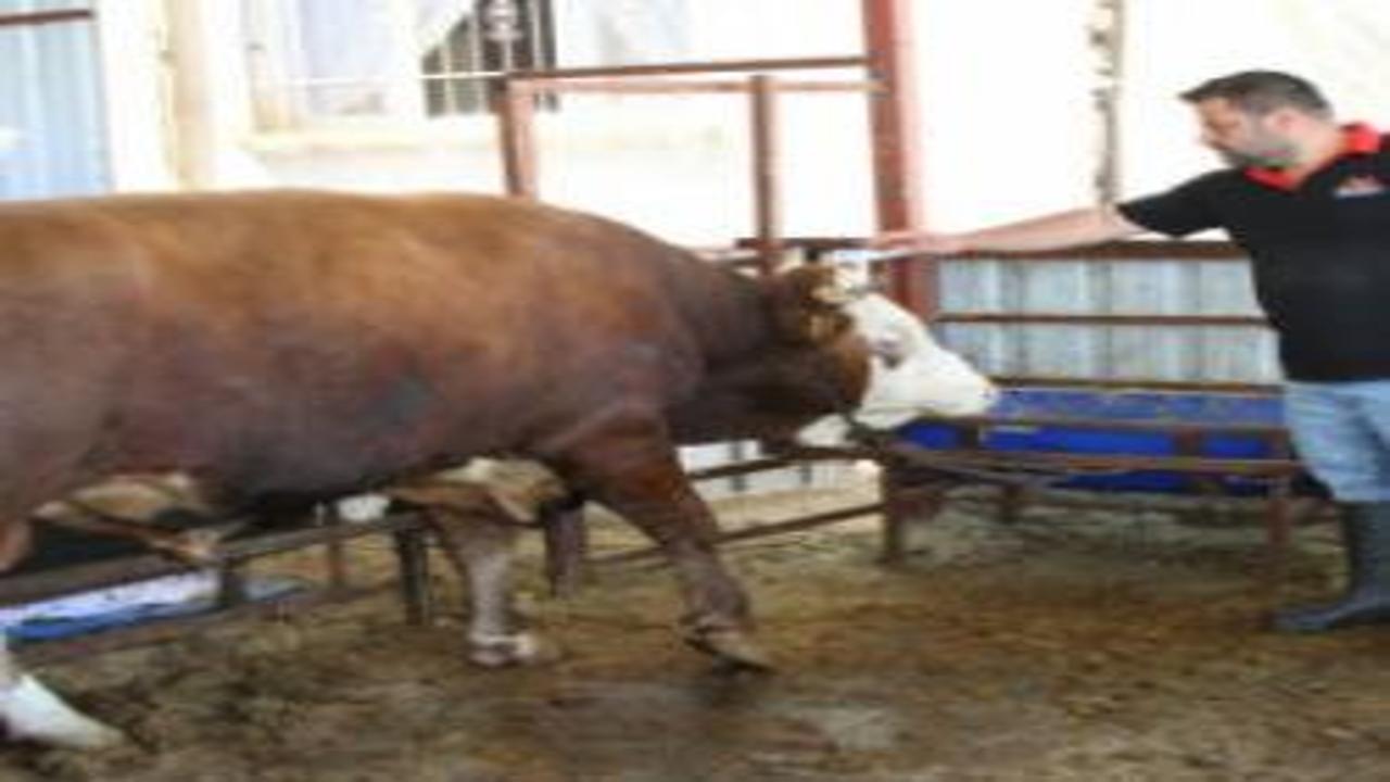 Hatay'da satışa çıkartılan 1 ton 130 kiloluk kurbanlık dananın fiyatı dudak uçuklattı