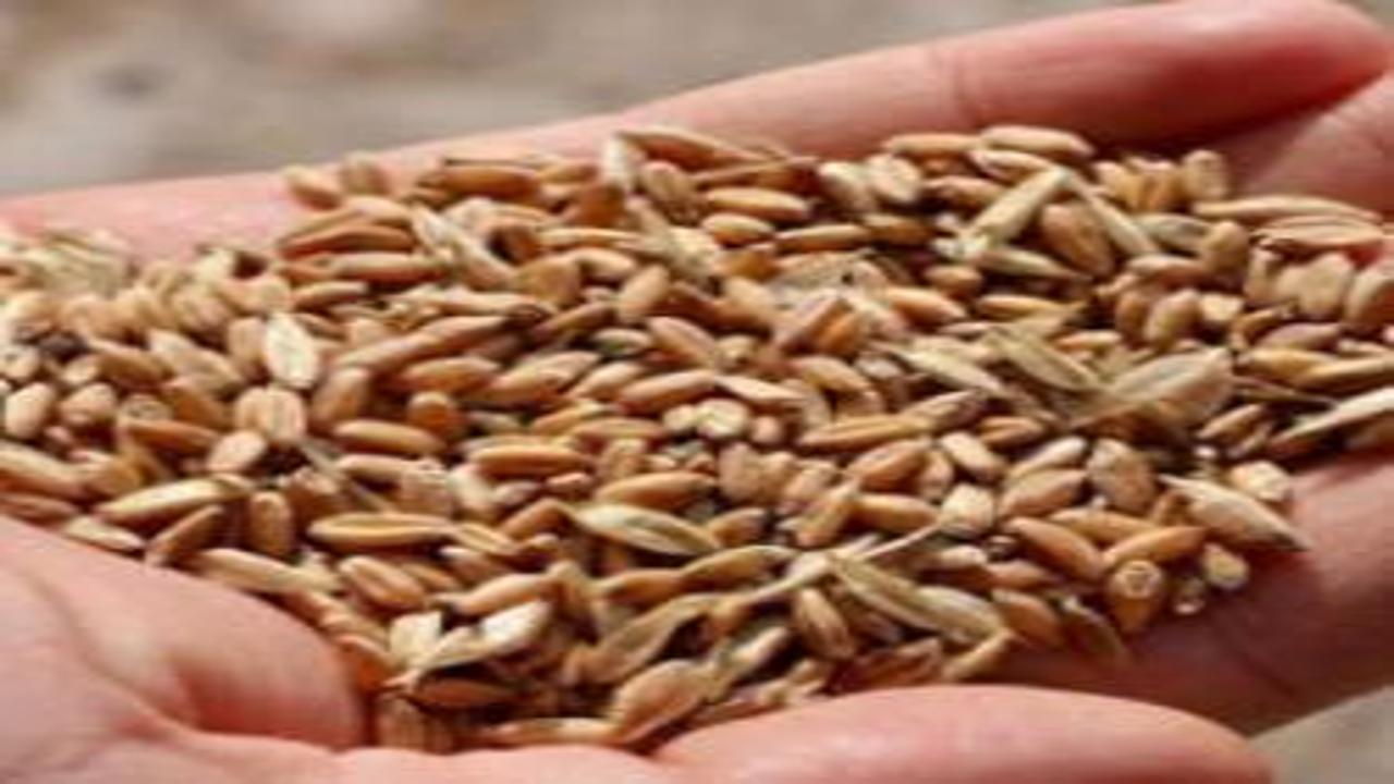 İklim değişikliğine karşı tarımda yerli ve ata tohumlar öne çıkıyor