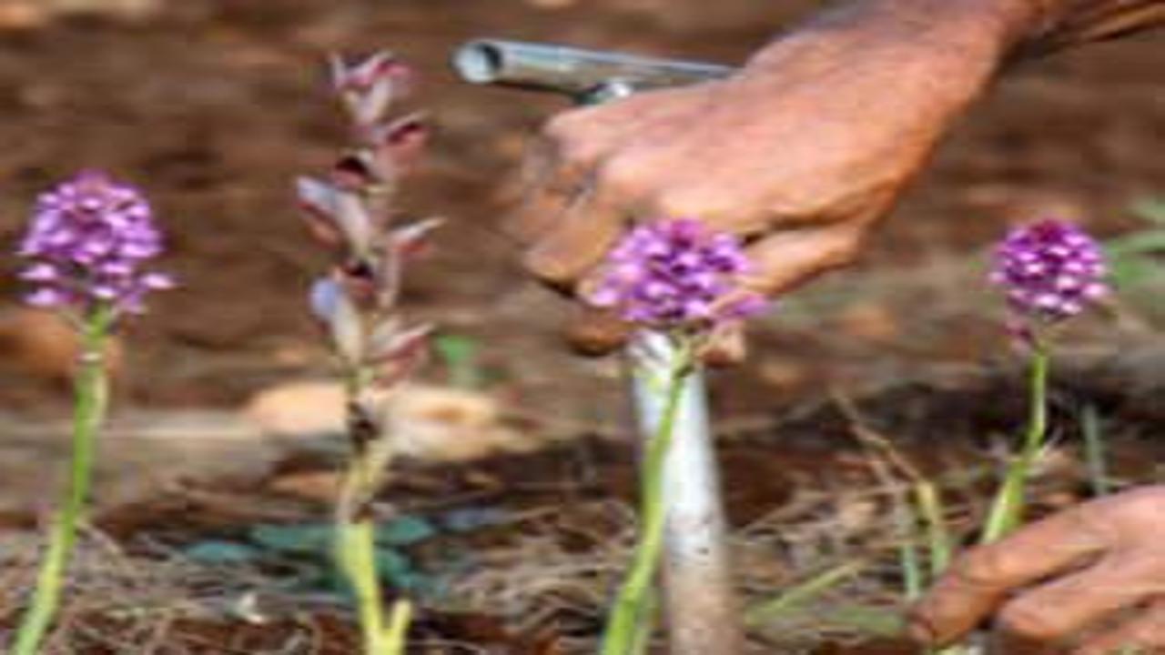 İzinsiz salep orkidesi toplayan kişiye rekor ceza!