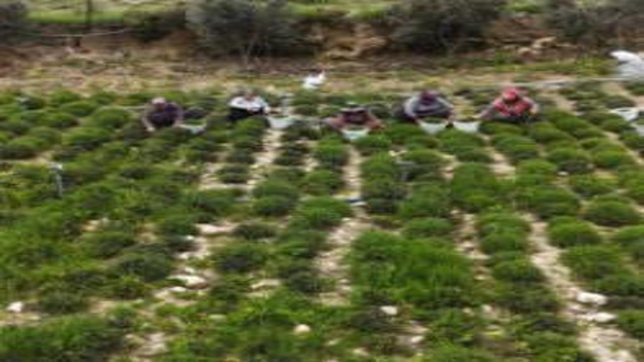 Kilogramı 400 TL'ye dayandı! Çiftçinin yüzünü güldüre hasat