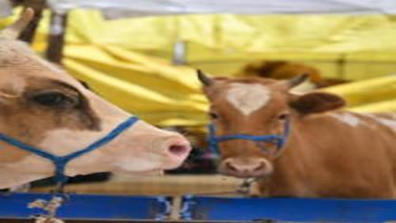 Kurban Bayramı öncesi bakanlık düğmeye bastı! Tedbirler arttı, yeni dönem başlıyor!