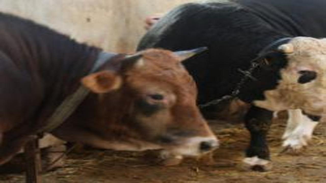 Kurbanlık alacaklar dikkat! 'Ucuz etin suyu kara olur' diyerek uyardı