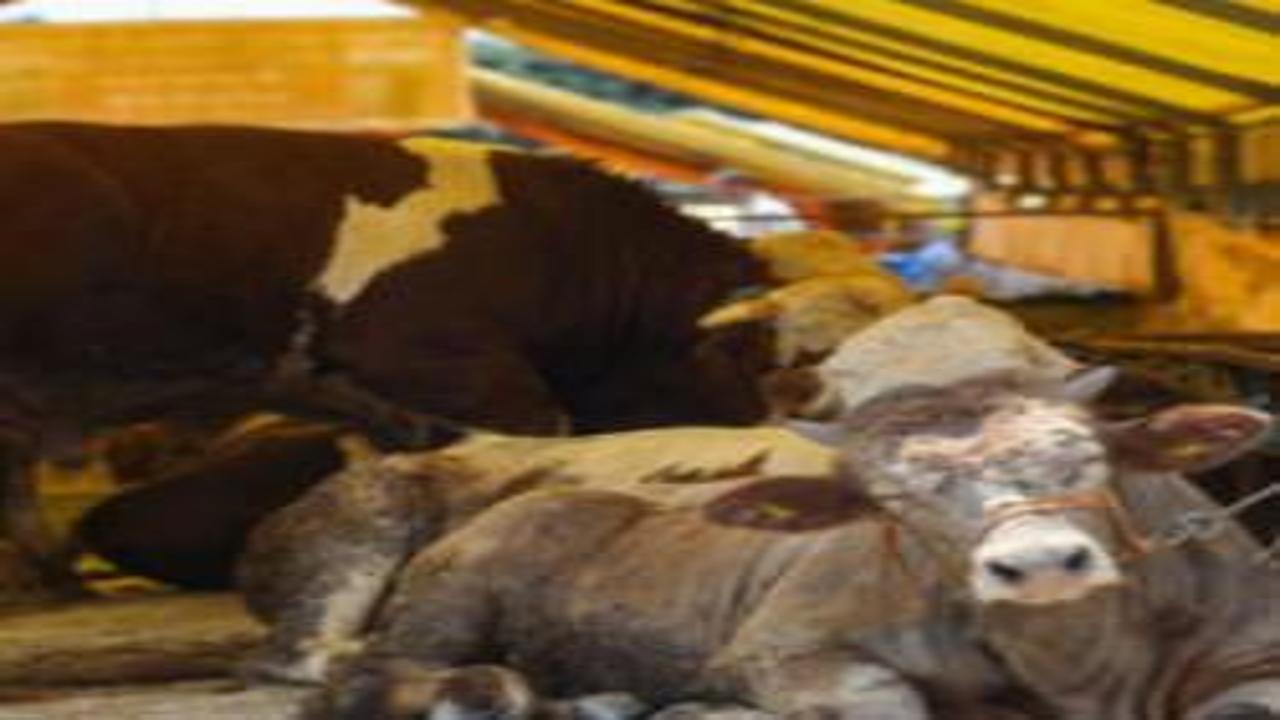 Kurbanlıklar görücüye çıktı! İşte kurbanlık fiyatları