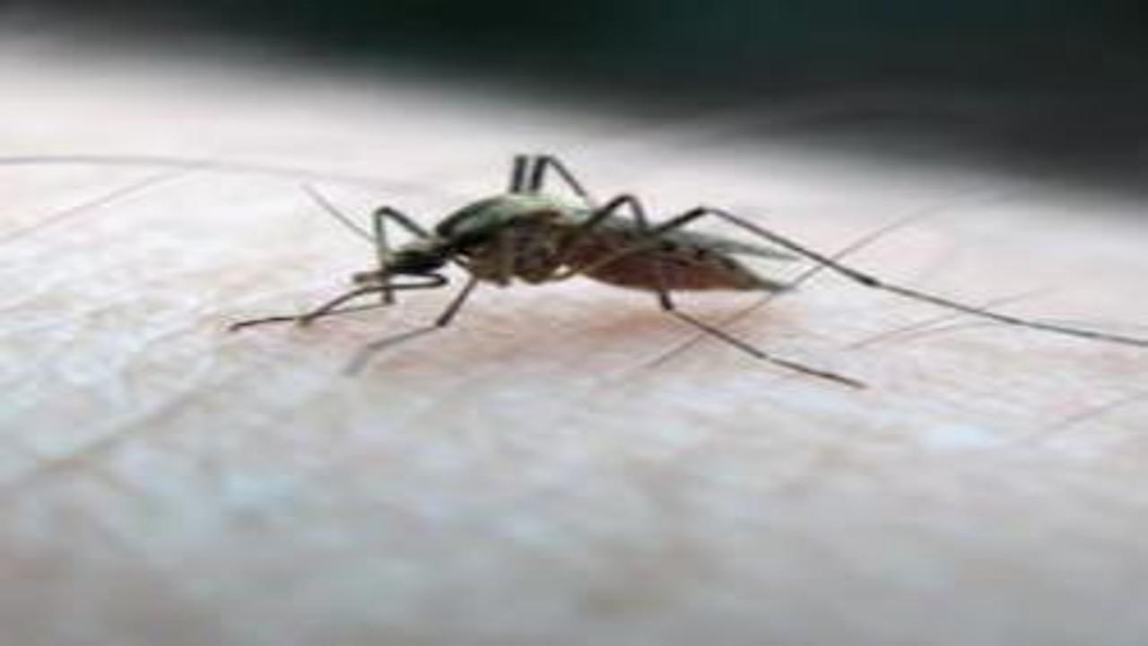 Küresel sağlık tehdidi sıtma 2024 yılında 610 bin can aldı