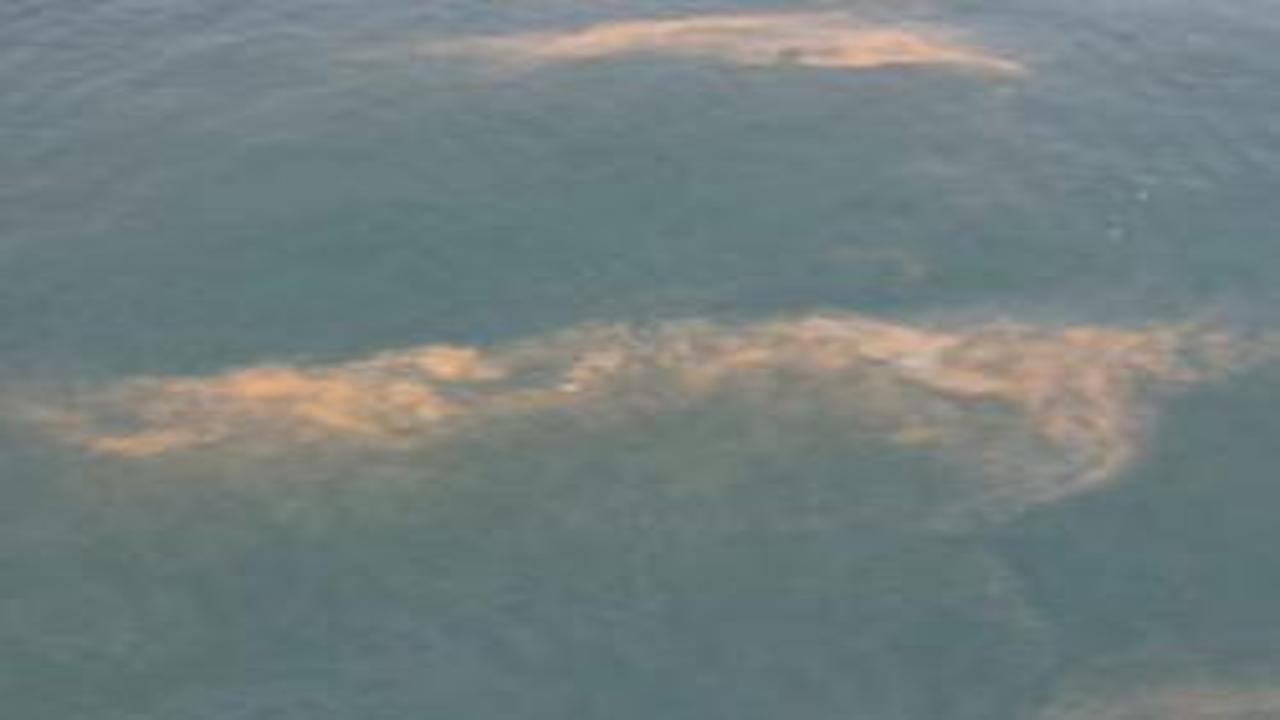 Marmara Denizi'nin Avcılar kıyılarında tedirgin eden görüntü!