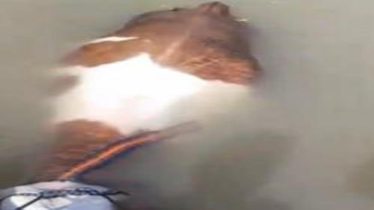 Nehirden balık değil tosun çıktı