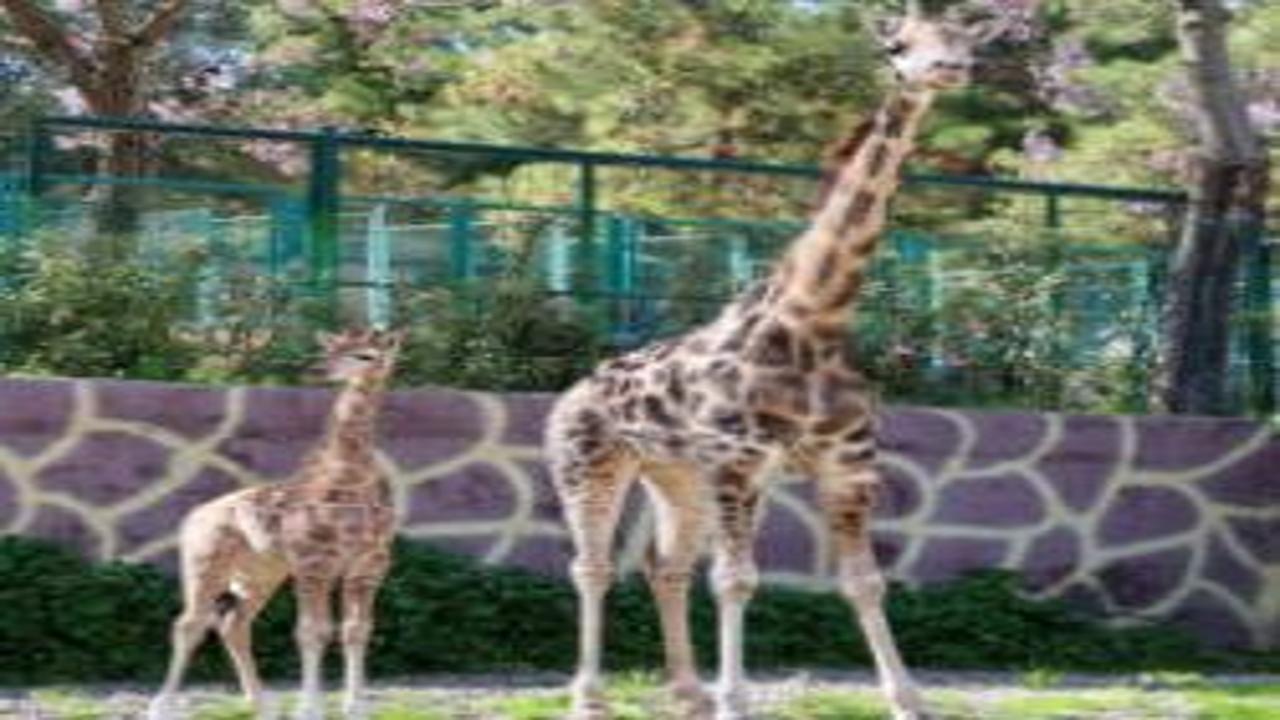 Türkiye’de bir ilk! Gaziantep’te doğan zürafa yavrusu büyük ilgi gördü