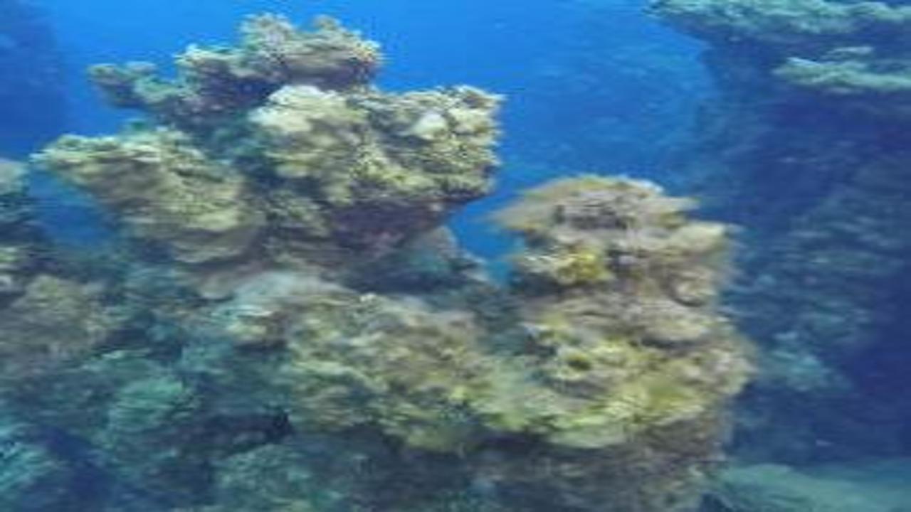 Van Gölü’ndeki dev mikrobiyalitler Guinness yolunda