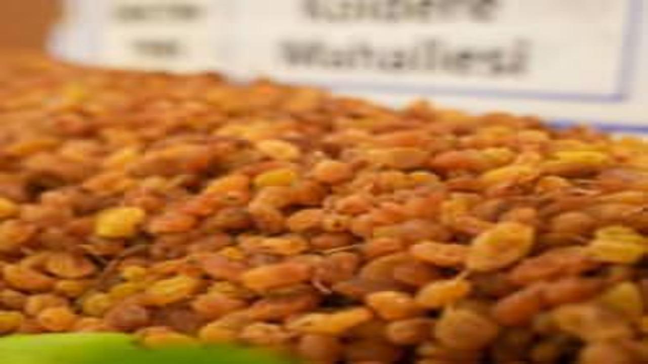 Manisa'dan dünyaya 321 milyon dolarlık ihracat: Zirveyi yine bırakmadı